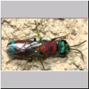 X-Chrysis viridula - Goldwespe 06a 8-9mm Tongrube-OS-Wallenhorst.jpg